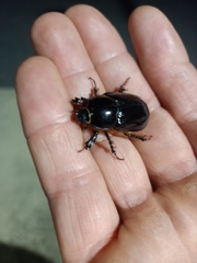 Pentodontini