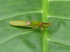Creobroter gemmatus