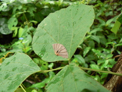 Orudiza protheclaria