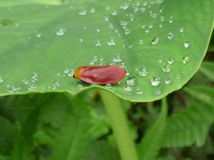 Eoscarta borealis