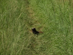 Galictis cuja