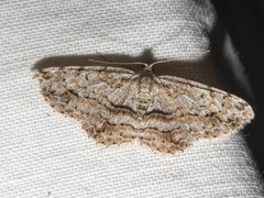 Didymoctenia exsuperata