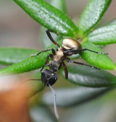 Polyrhachis rufifemur