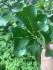 Cupaniopsis wadsworthii