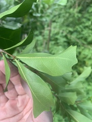 Cupaniopsis wadsworthii