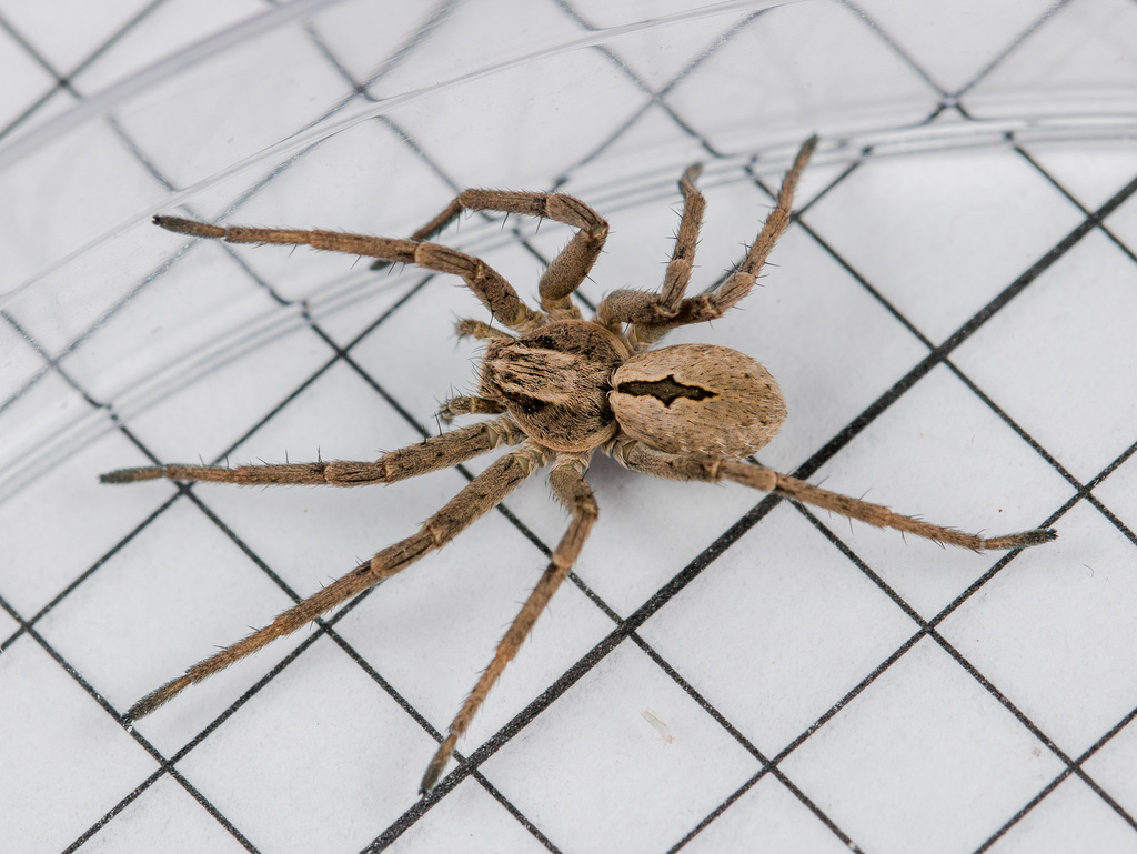 Thanatus arcticus