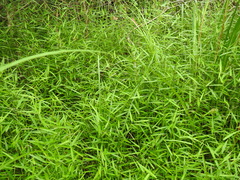 Ottochloa gracillima