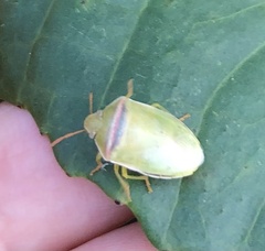 Piezodorus oceanicus
