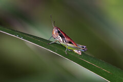 Methiolopsis geniculata