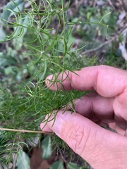 Asparagus setaceus