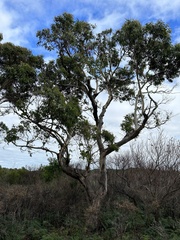 Eucalyptus viminalis pryoriana