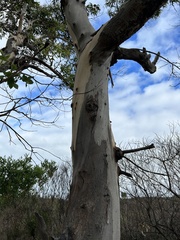 Eucalyptus viminalis pryoriana