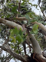 Eucalyptus viminalis pryoriana