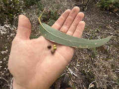 Eucalyptus viminalis pryoriana