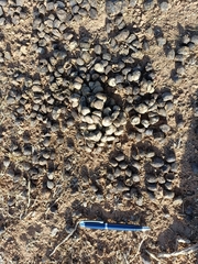 Boselaphus tragocamelus