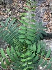 Ailanthus triphysa