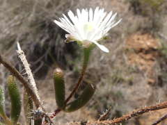 Drosanthemum calycinum