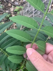 Ailanthus triphysa