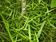 Ottochloa gracillima