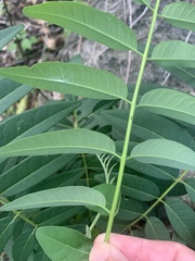 Ailanthus triphysa