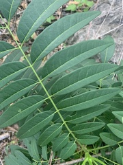 Ailanthus triphysa