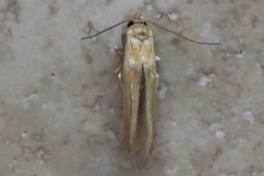 Stathmopoda hyposcia