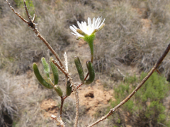 Drosanthemum calycinum