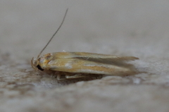 Stathmopoda hyposcia