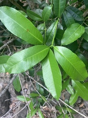 Baloghia inophylla