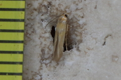 Stathmopoda hyposcia