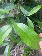 Baloghia inophylla