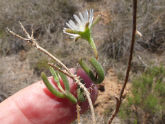 Drosanthemum calycinum