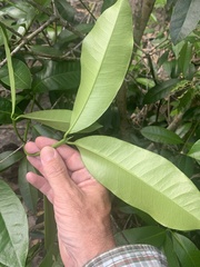 Baloghia inophylla