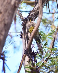 Anthochaera paradoxa