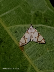 Cirrhochrista kosemponialis