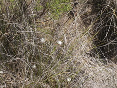 Drosanthemum calycinum