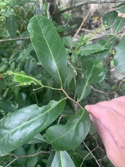 Diospyros fasciculosa