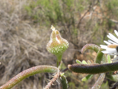 Drosanthemum calycinum