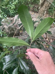 Diospyros fasciculosa