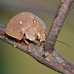 Paropsis lutea