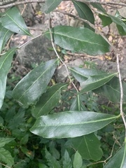 Diospyros fasciculosa