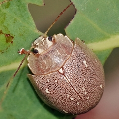 Paropsis lutea