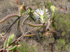 Drosanthemum calycinum