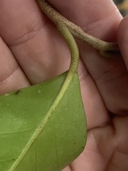 Diospyros fasciculosa