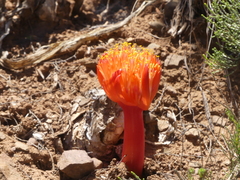 Haemanthus sanguineus