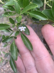 Jasminum didymum