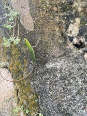 Calotes calotes