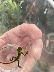 Calotes calotes