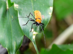 Rosalia decempunctata