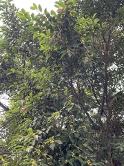 Ficus benjamina